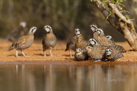 Ample summer rains set off some late nesting for quail and doves.