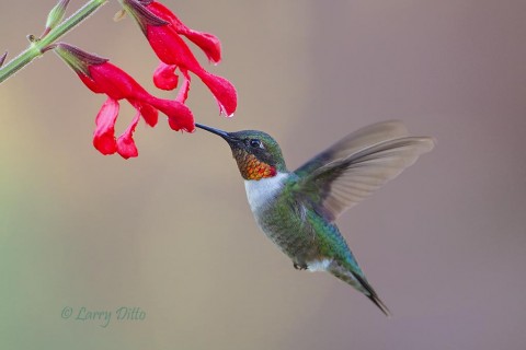 Large, red flowers attract ruby-throated hummingbirds in the Davis Mountains, Texas.