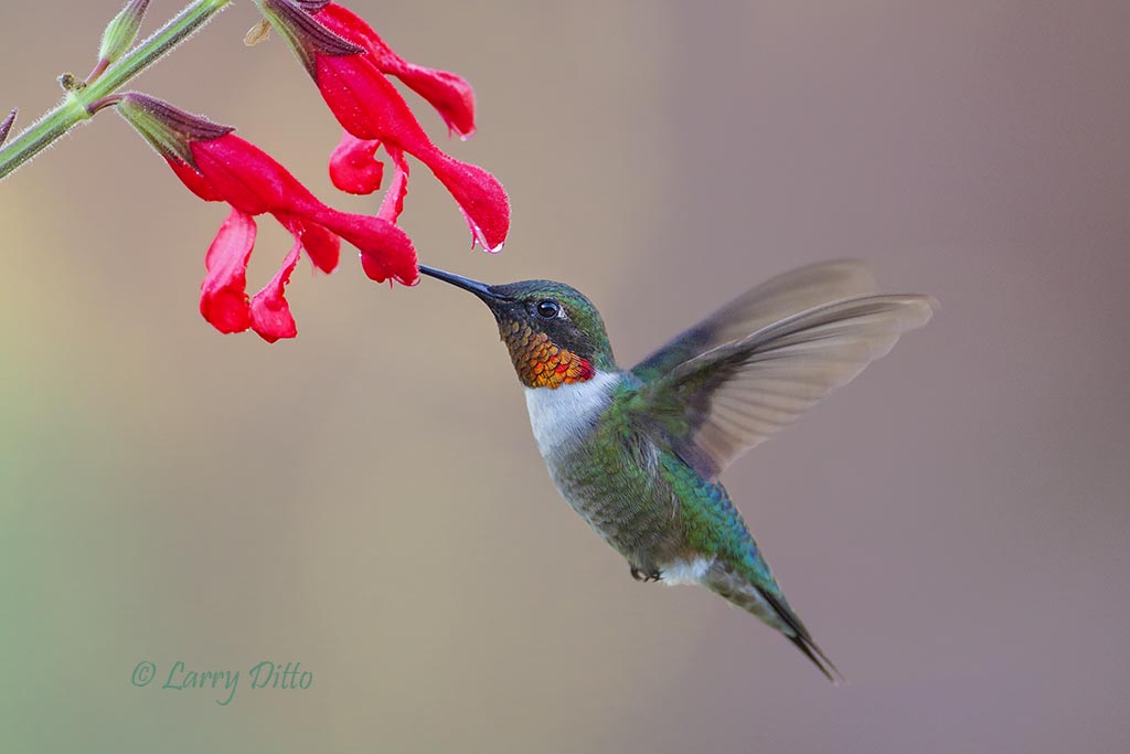 Red Throat Hummingbird 69