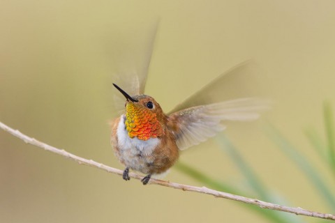 Rufous Hummingbird male landing.