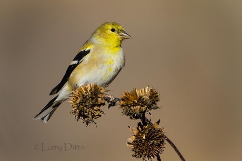 American Goldfinch feeding on sunflower seeds along the auto tour drive.