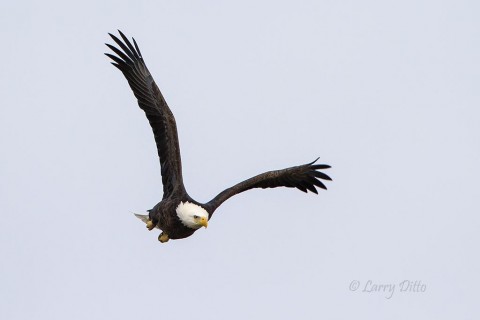 A great piece of luck was encountering a bald eagle in a lonely tree at the end of my road.