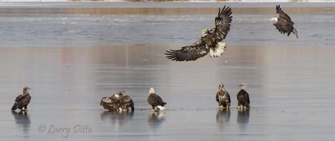 Several bald eagles gather on the ice to partake of the remains of a coot who went skating on the wrong lake.