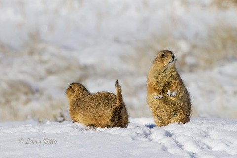 Way out west the prairie dogs are feeing on weeds peeking through fresh snow.