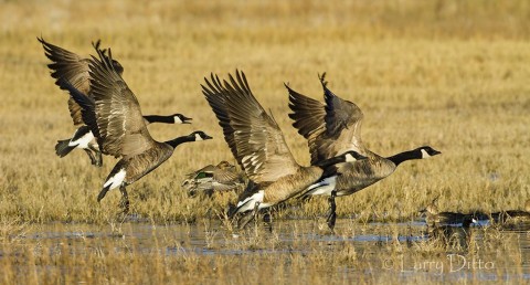 Canada Geese on takeoff.