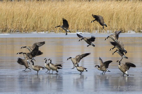 It was so cold the Canada geese had to "slide" in for a landing on pond ice.