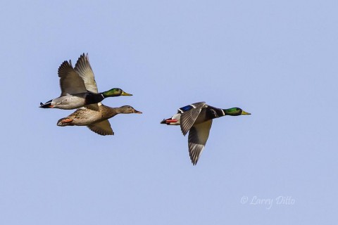 Mallards headed for a shallow wetland to dabble and feed on grass and weed seeds.