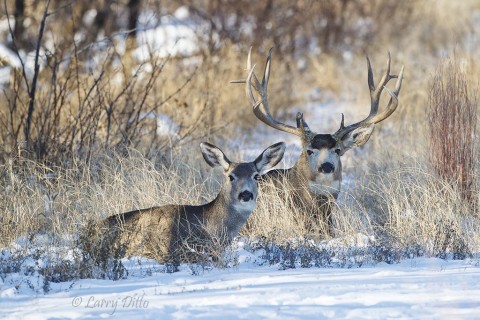 Well insulated for cold weather, a buck and doe mule deer resting near a thicket of scrub trees.