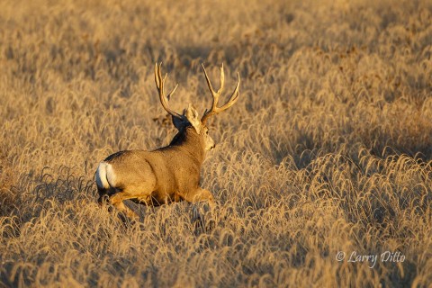Big mule deer bounding through the grasslands to chase away  another buck before it can make advances toward his doe.