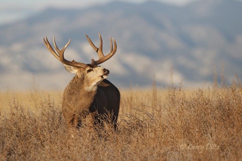 There are some big deer in those mountains!