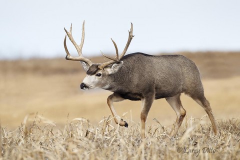 Big buck trailing a doe.