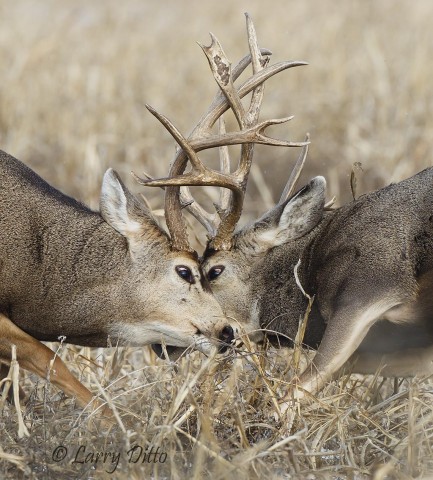 In spite of many clashing points, both bucks kept their eyes open during this combat.