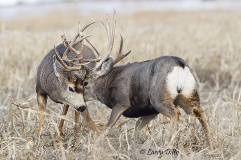 These big guys were locked in battle for about 3 minutes.