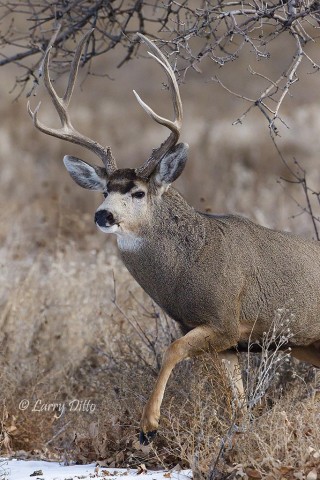 A third large bucking coming to the fight.  He hopes to steal a doe while the dueling bucks are preoccupied.  