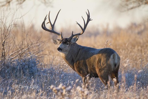 Mule Deer giant pauses during his early morning pursuit of a doe. 