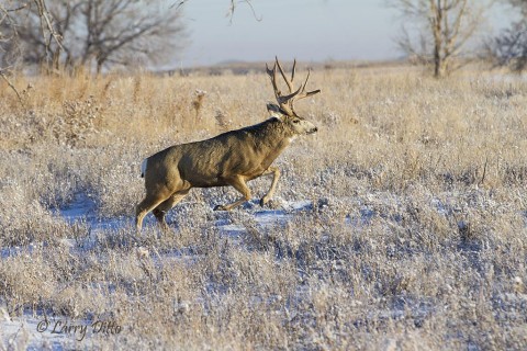 The big bucks were constantly on the move in a breeding frenzy.