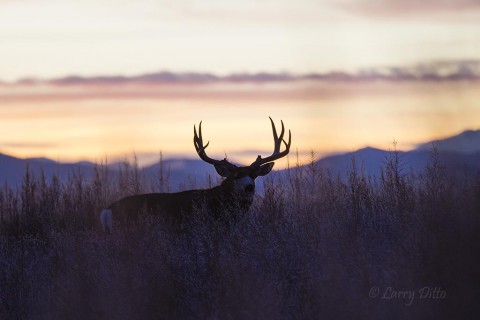 As daylight fades on the Rockies, a big buck leaves his bedding area. 