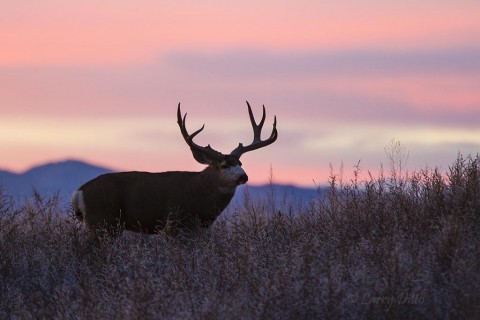 My last look at this monster: antlers against a pink sky.