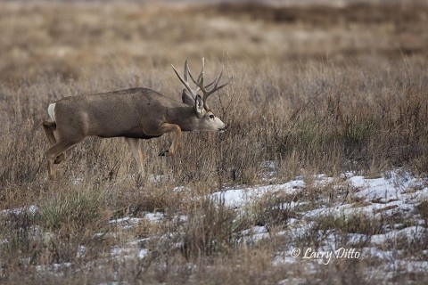 Snow and cold temperatures serve to intensify the breeding urges of rocky mountain mule deer.