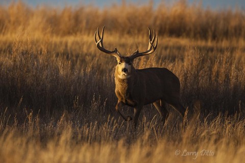 Many large bucks move out into the grasslands to find bedding cover.