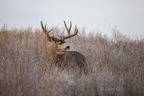 Mule deer monster just getting up from an afternoon nap.