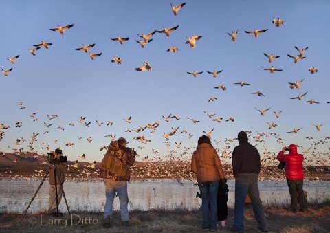 Photographers at sunrise as snow geese "blast off" for the refuge farm fields.