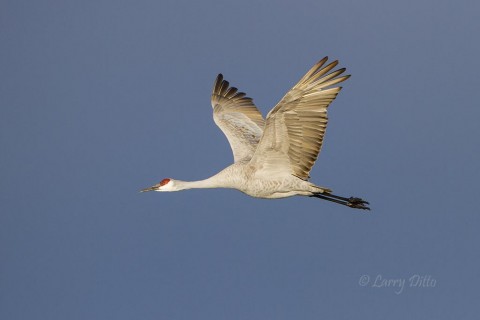 Sandhill Crane in flight during early morning against a clear sky.