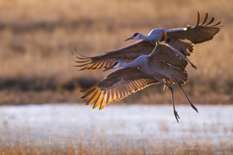 Sandhill Cranes landing at sunset.