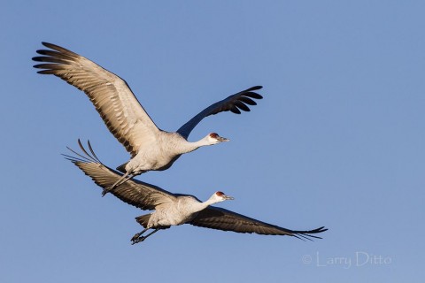 Sandhill Crain pair in flight.