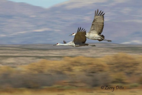 Cranes above the desert croplands.