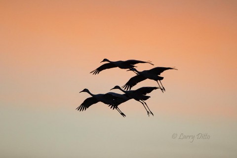 Landing gear down for a soft landing at the roost.