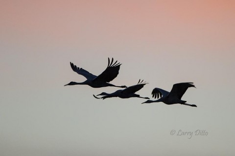 Cranes after sunset.