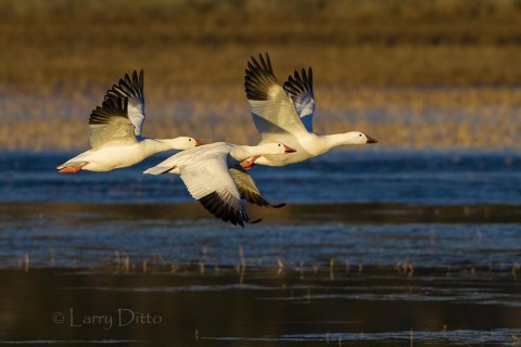 Small groups of snow geese can be captured at the roost ponds with larger telephotos.