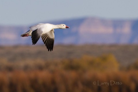 Snow geese going to roost at sunset are set off against distant mountains on the White Sands Missile Range.