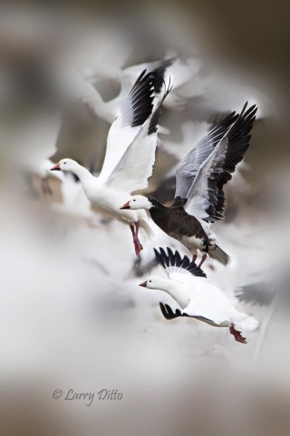 The Bosque goose flock is a mix of white birds, blue color morph and Ross's geese (bottom).