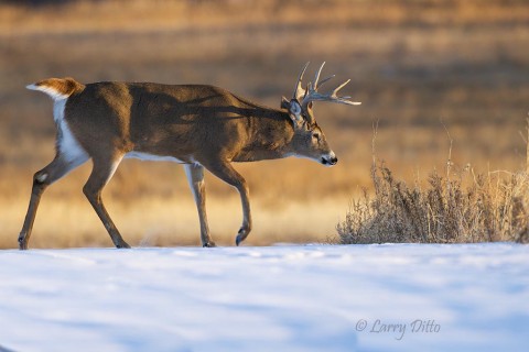 Young whitetail buck following a doe on fresh snow.