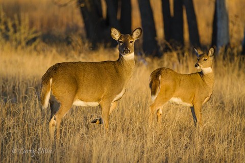 Doe and fawn white-tailed deer soaking up the warming afternoon sun.