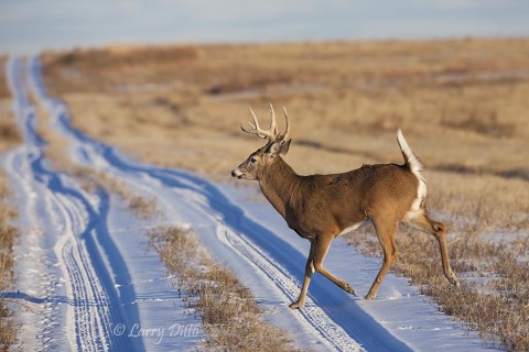 My little Nissan Rogue was less at home on the range than this eager young white-tailed deer.