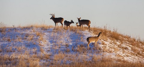 Prairie whitetails after early winter snow.
