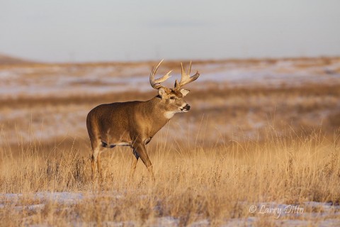 There must be a doe out here somewhere...