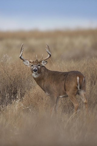 Except for a quick glance my way, this old buck was totally focused on following a love interest.