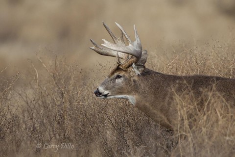 Palmated antlers on a remarkable old buck whitetail.