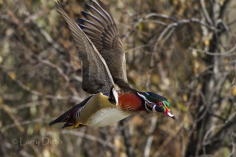 Male wood duck landing in flooded cottonwoods near Albuquerque.