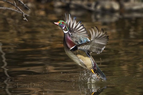 Male wood duck takeoff.