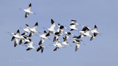 American Avocets heading to a marsh at Aransas National Wildlife Refuge.