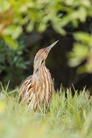 American Bittern blending in at the edge of a wooded marsh.