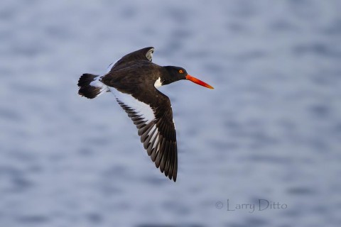 American Oystercatcher circling the boat.