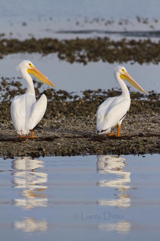 Pair of American White Pelicans resting on an oyster bar in Aransas Bay.