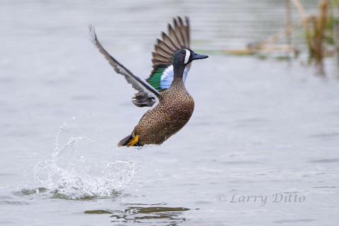 Drake blue-winged teal at takeoff in Port Aransas.