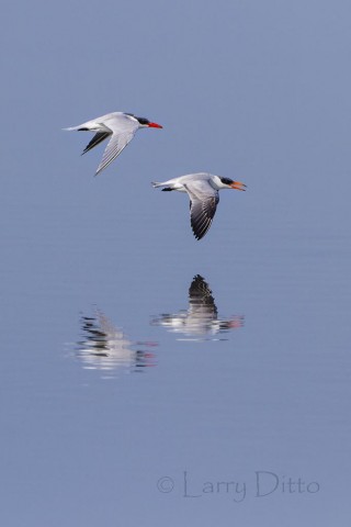 Caspian Terns reflected on a calm bay as they fly close to the water's surface.